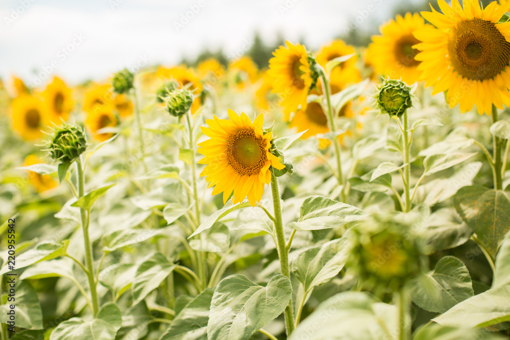 blossoming yellow sunflowers