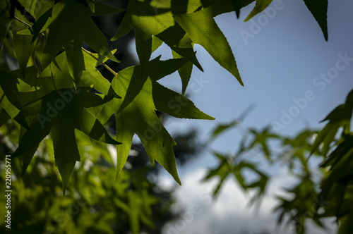 Dark green leaves of Liquidambar styraciflua, Ambeer tree against the blue sky. Ambeer tree in focus edged with blurred green leaves, in summer day. Openwork texture of natural greenery. photo