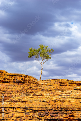 Lone Tree - Kings Canyon