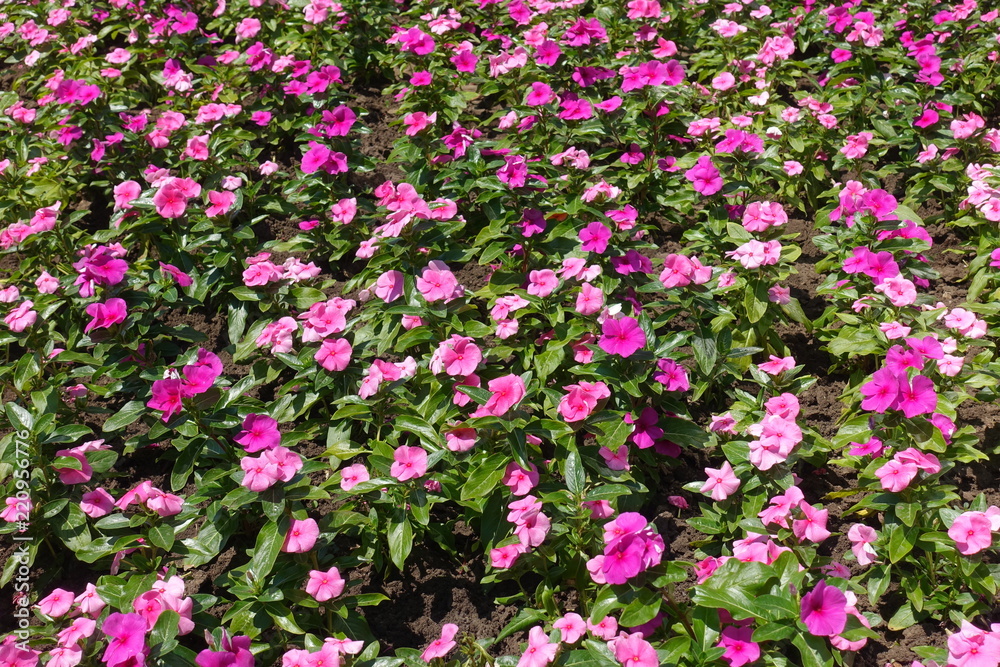 A lots of pink flowers of Catharanthus roseus