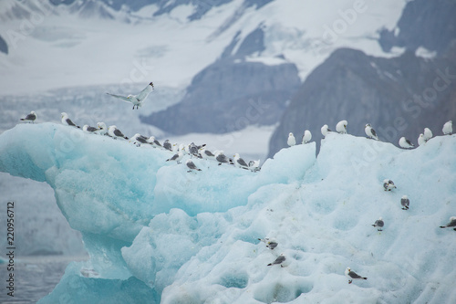 Black-legged kittiwake in the Arctic. photo