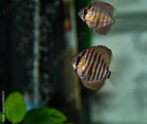 Turquoise Discus (Symphysodon Aequifaciatus Haraldi-juvenile) in freshwater aquarium