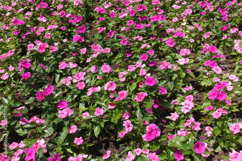 A lots of pink flowers of Catharanthus roseus