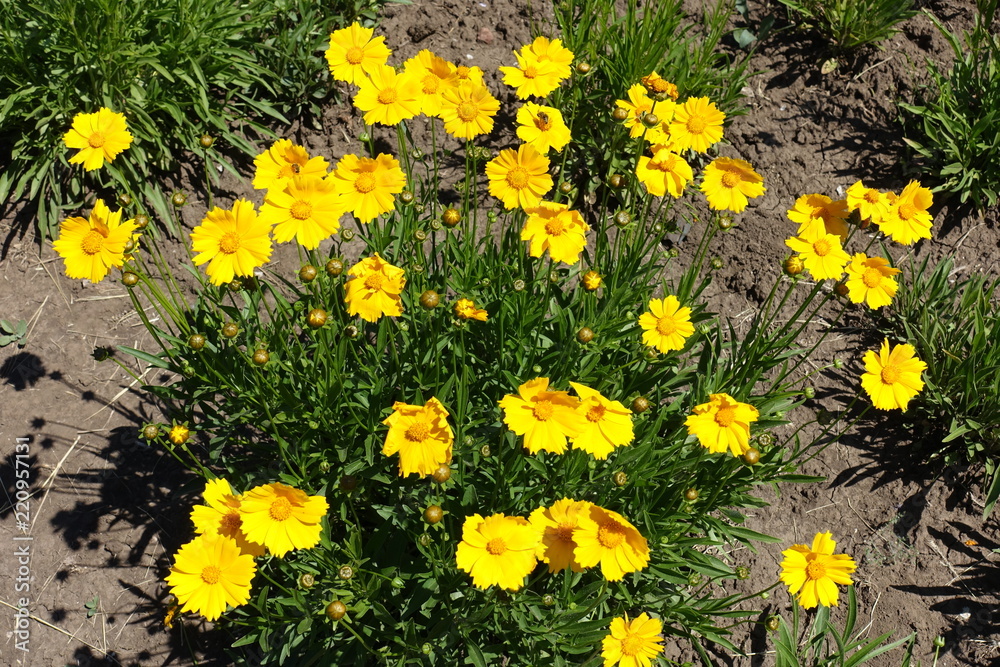 Obraz premium Coreopsis lanceolata in full bloom in late May