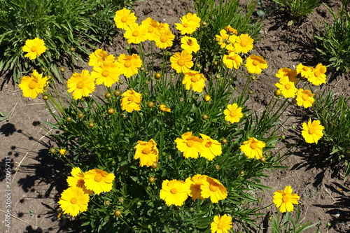 Coreopsis lanceolata in full bloom in late May