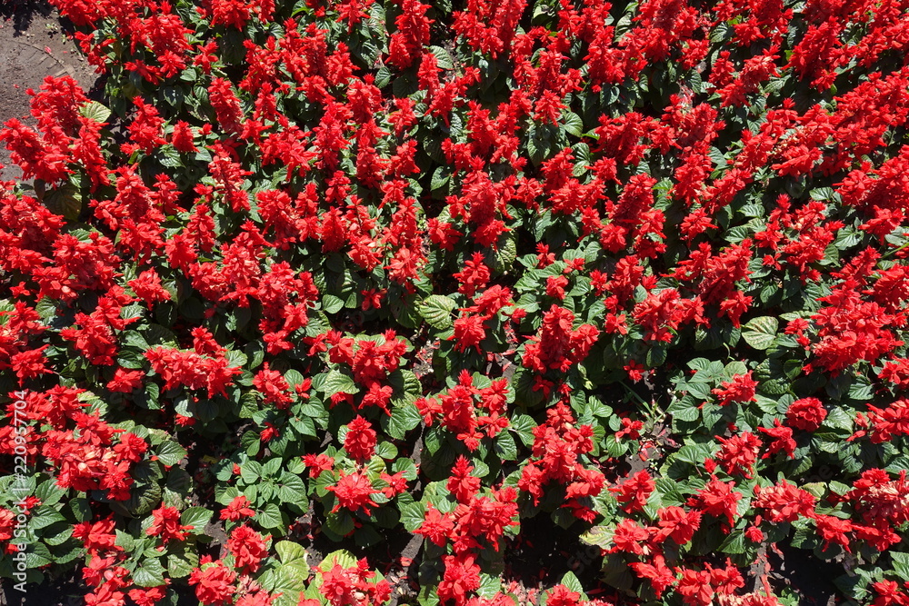 Flowerbed with red Salvia splendens from above