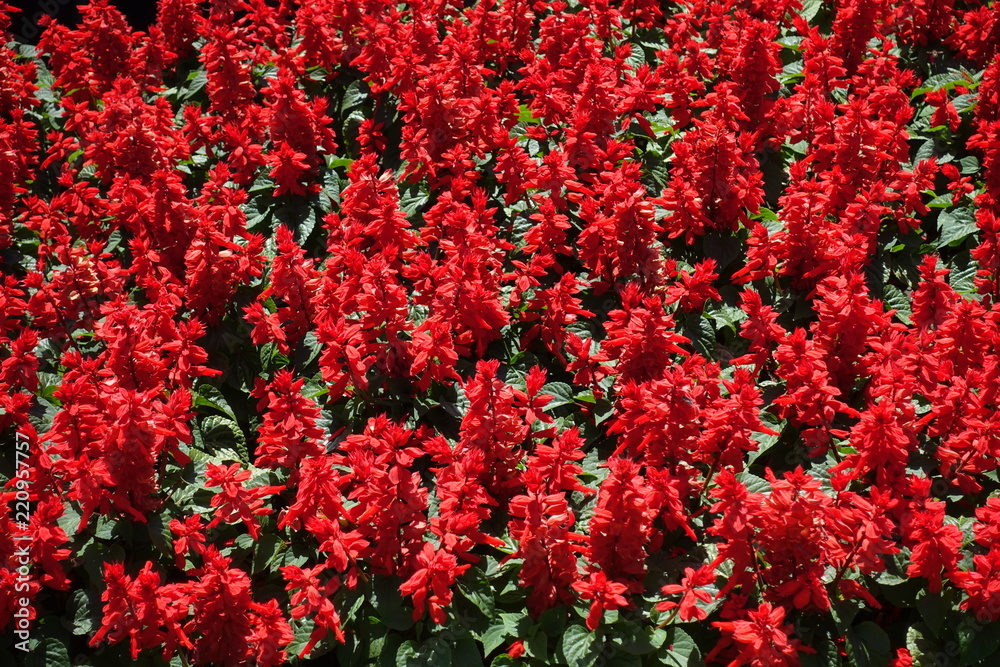 Many scarlet red flowers of Salvia splendens (background) Many scarlet red flowers of Salvia splendens (background)