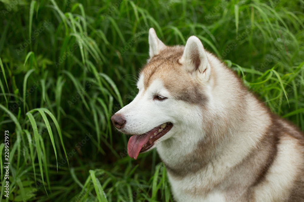 Profile portrait of gorgeous beige dog breed siberian husky with tonque hanging out posing in the high green grass