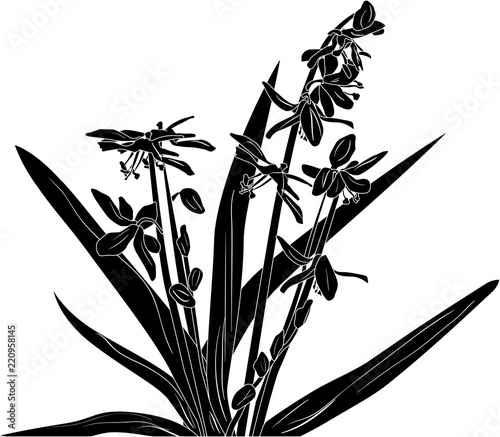 garden bluebell silhouette on white background
