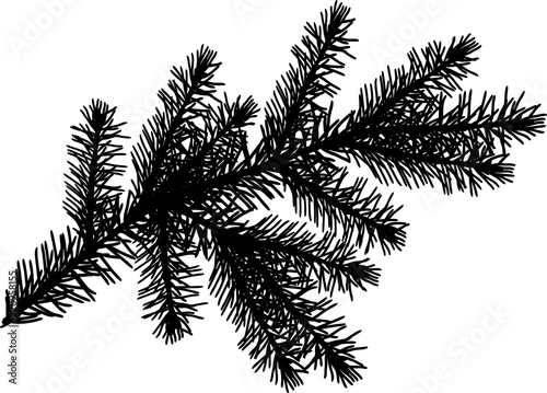 black fir branch with lot of needles