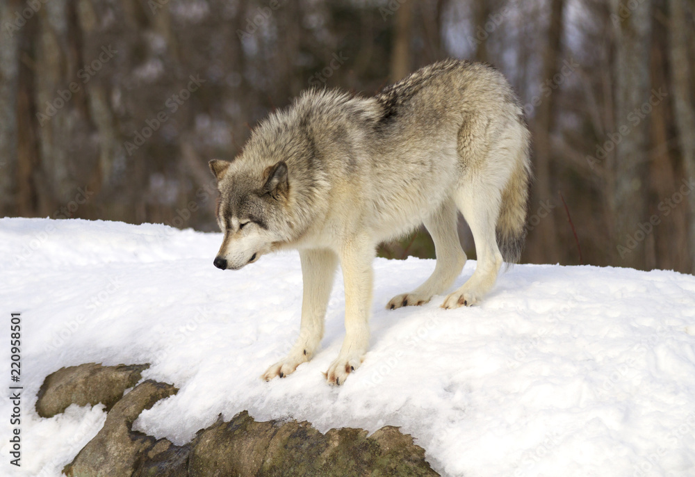 Naklejka premium A lone Timber wolf or Grey Wolf (Canis lupus) walking in the winter snow in Canada