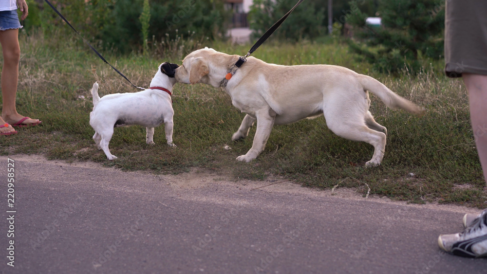 meeting two dogs for a walk in the park meeting two dogs for a walk in the park