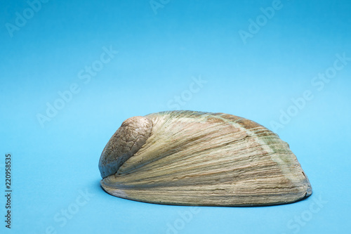 Close up photo of abalone shell on blue background