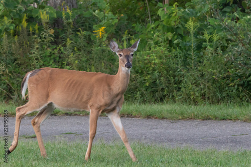 Deer in a Forest in Hueston Woods State Park, Ohio photo