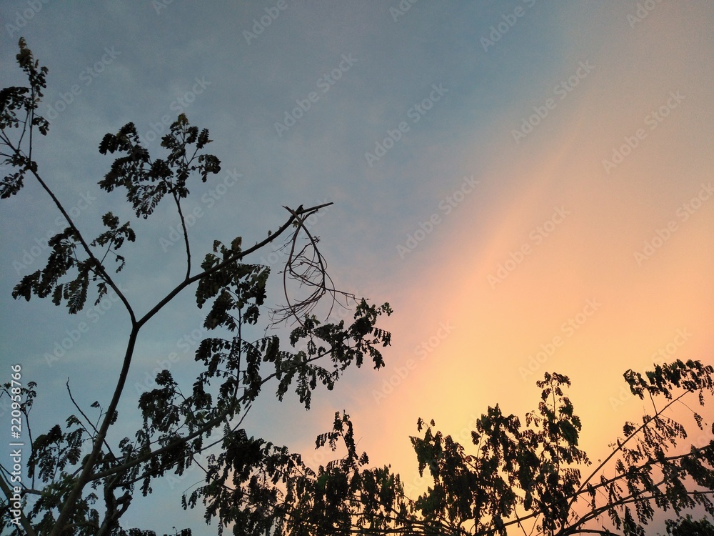 Fototapeta premium Trees in sunset background