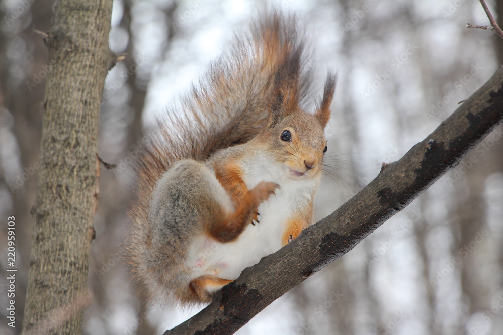Fototapeta premium squirrel