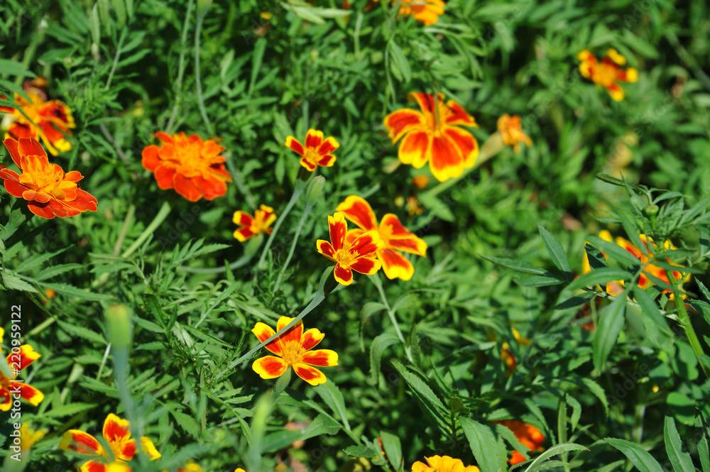 Tagetes flower in flowerbed