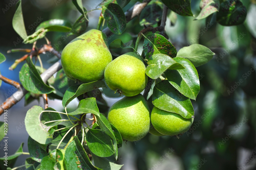 Ripe pear on the branch