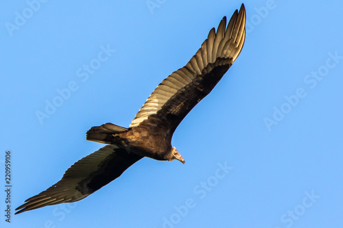 Turkey Vulture Flying in the Sky in Hueston Woods State Park, Ohio photo