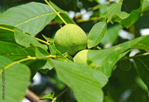 Walnut tree (Juglans regia) with fruit