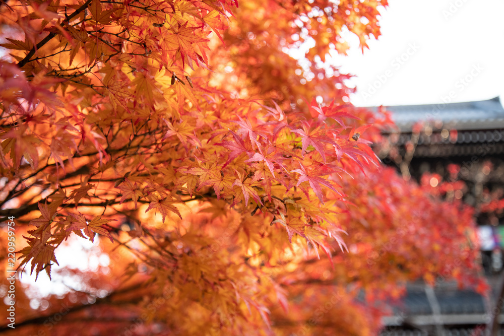 京都 金戒光明寺の紅葉 京都 金戒光明寺の紅葉