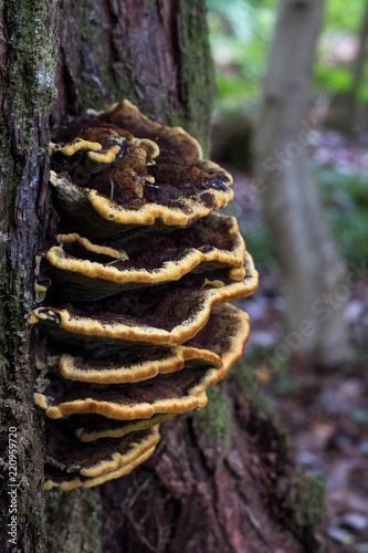 Close up of brown shelf mushroom with yellow edges growing on a tree trunk in the Scottish Highlands. 