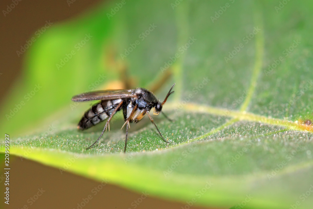 insects on the leaves in the wild insects on the leaves in the wild