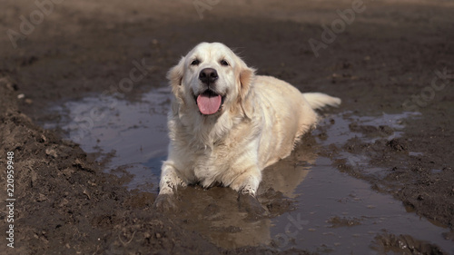 Billede på lærred Funny picture - a beautiful thoroughbred dog with joy lying in a muddy puddle