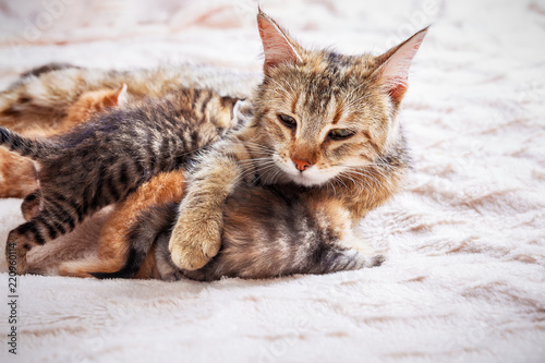 Grey mother cat nursing her babies kittens, close up © bozhdb