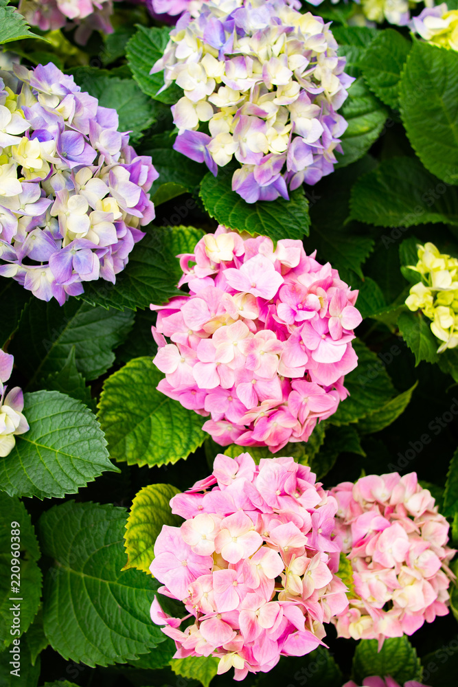 Bright and beautiful colorful full bloom purple and pink Hydrangea flowers. Color variation soil acidity. Selective focus. Natural light. Bright and beautiful colorful full bloom purple and pink Hydrangea flowers. Color variation soil acidity. Selective focus. Natural light.