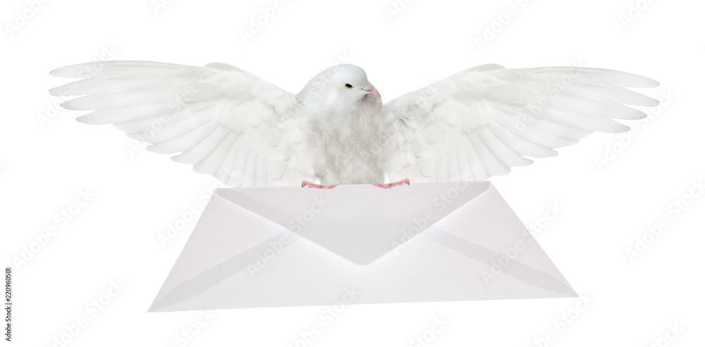 Obraz premium dove carrying white envelope bottom view