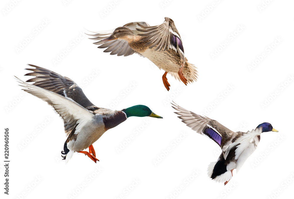 Fototapeta premium three flying mallard ducks isolated on white