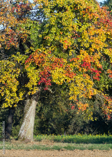 Streuobstwiese   Obstbaum im Herbst