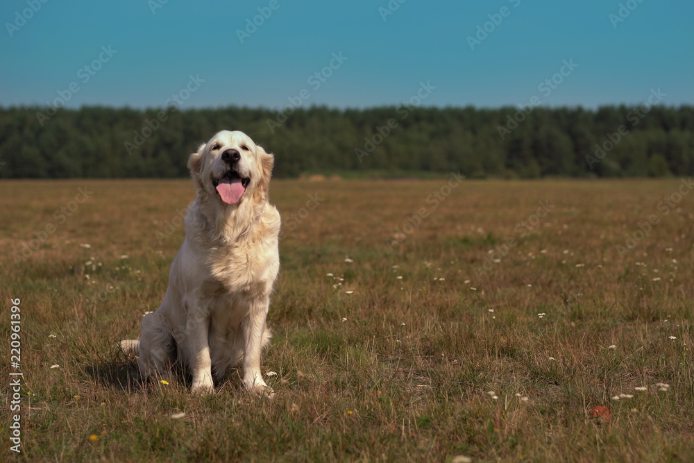happy life of pets - beautiful golden retriever posing while sitting on the field