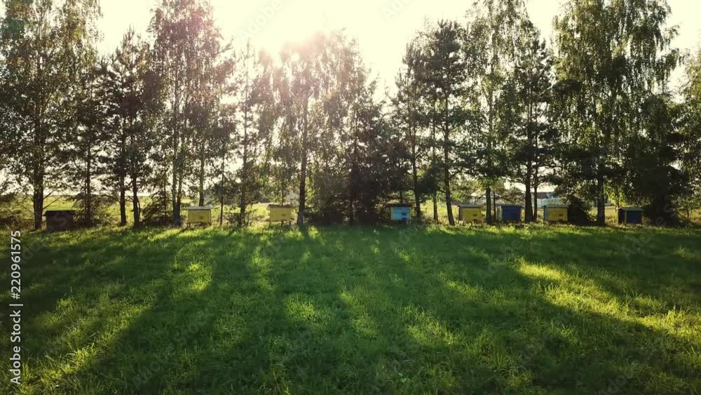 flying drone along the apiary with hives, sun beams between trees flying drone along the apiary with hives, sun beams between trees