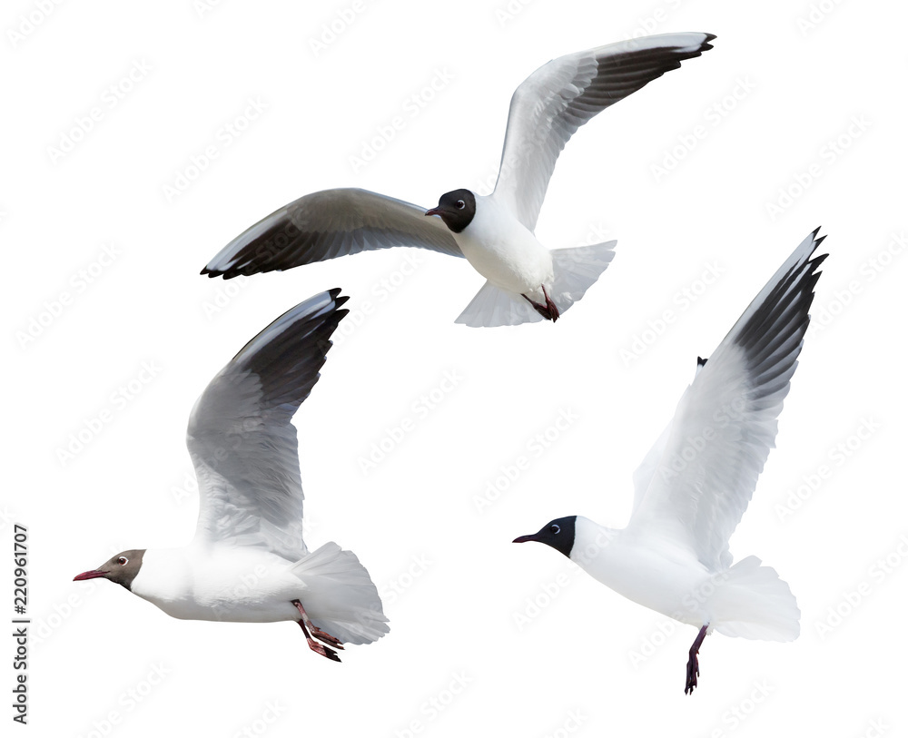 Obraz premium three black-headed small gulls in flight cutout
