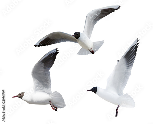 three black-headed small gulls in flight cutout