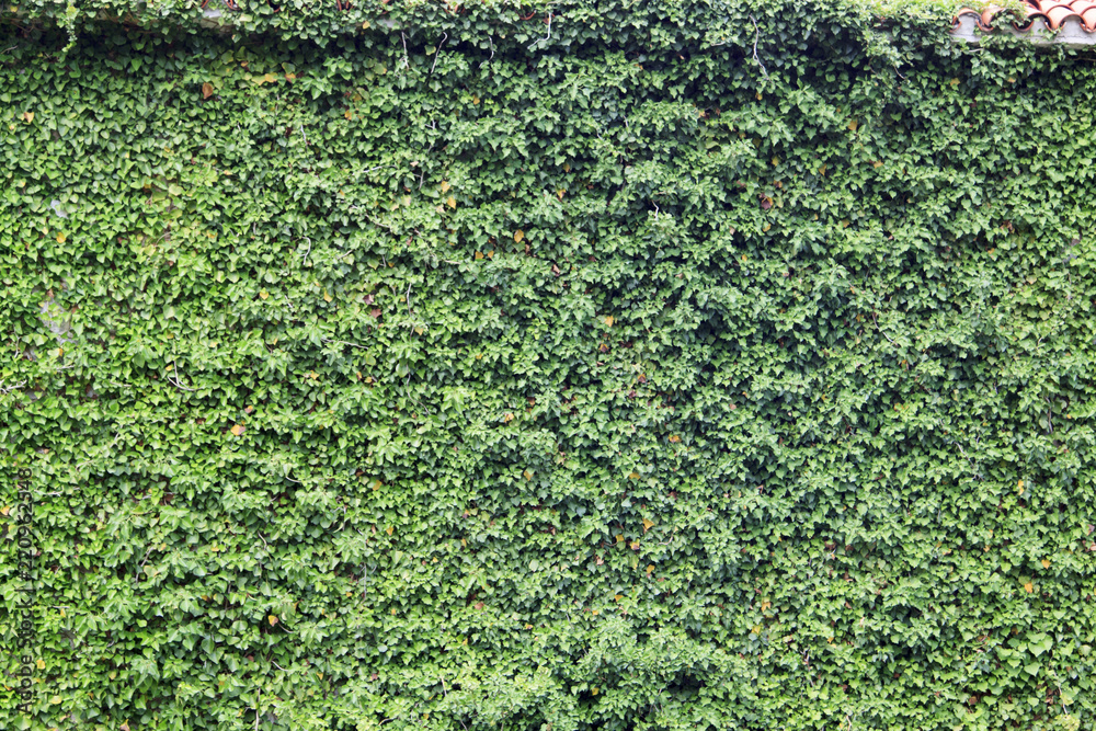 wall hidden under a winding ivy with an ancient stones