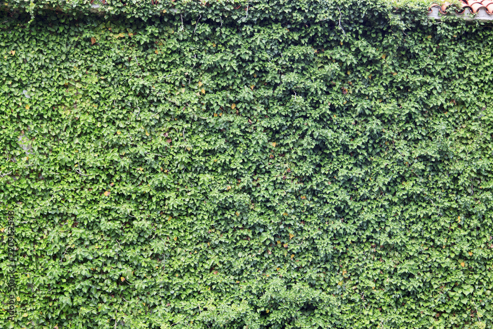 wall hidden under a winding ivy with an ancient stones wall hidden under a winding ivy with an ancient stones