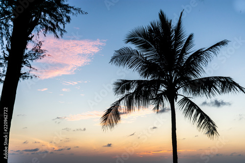 A silhouette of a palm tree with a sunset background with bright blue and yellow colours