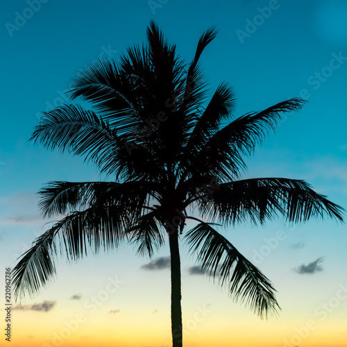 A silhouette of a palm tree with a sunset background with bright blue and yellow colours