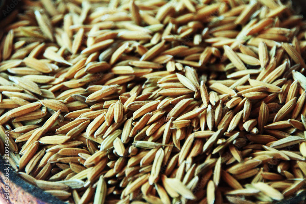 Rice in the husk preparations to cultivate in the rice field.