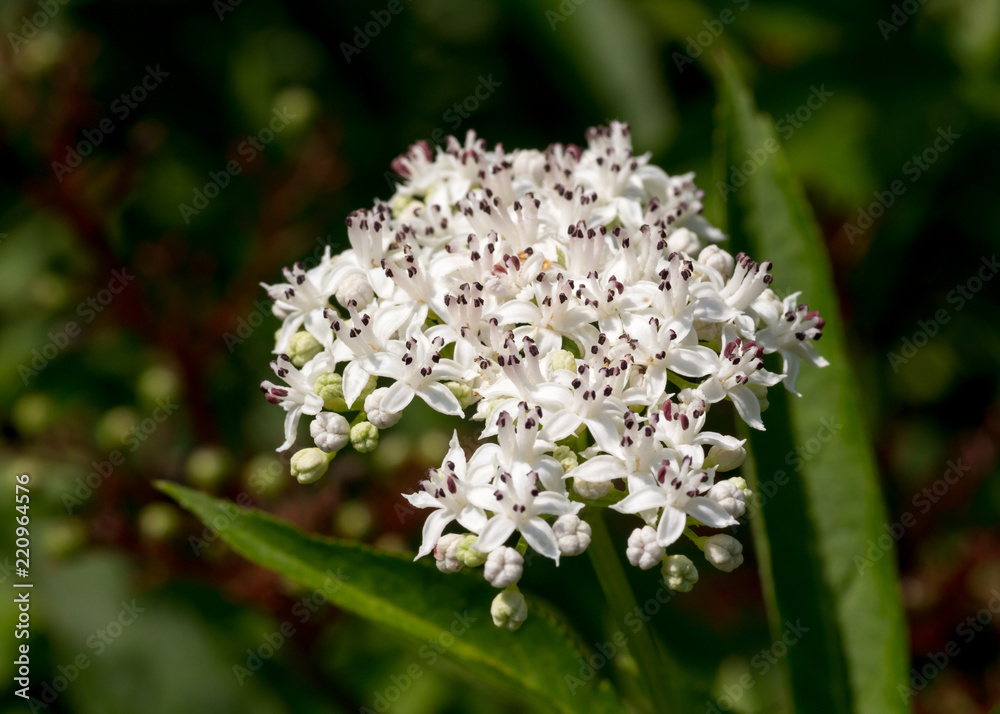 Sambucus ebulus / danewort; dwarf elderberry inflorescence Sambucus ebulus / danewort; dwarf elderberry inflorescence