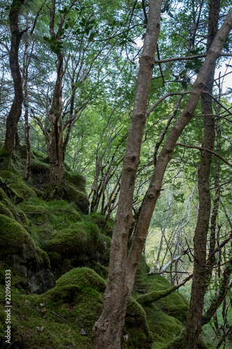 Culag Woods near Lochinver, Highlands of Scotland. Photo shows lichen and moss on the floor of the woods amongst the trees.