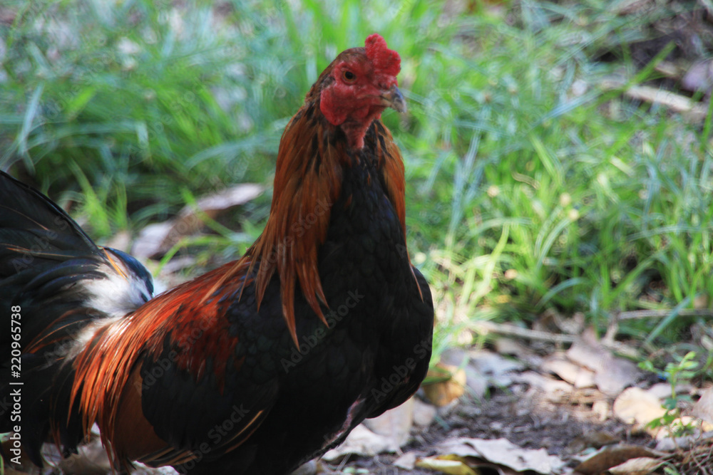 Head chicken red and black beautiful in the  farm.