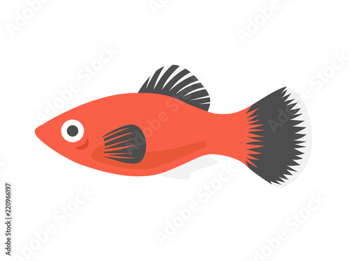 熱帯魚のプラティのイラスト