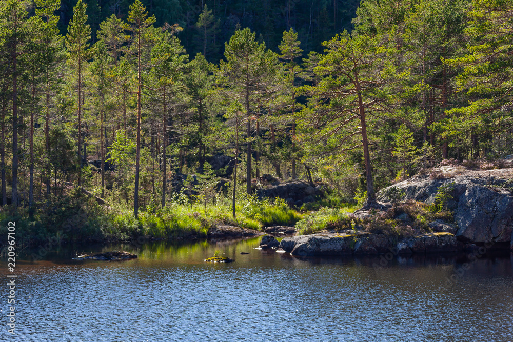 The pine wood on the stony coast of the mountain lake in the light of the evening sun, Telemark county, Southern Norway