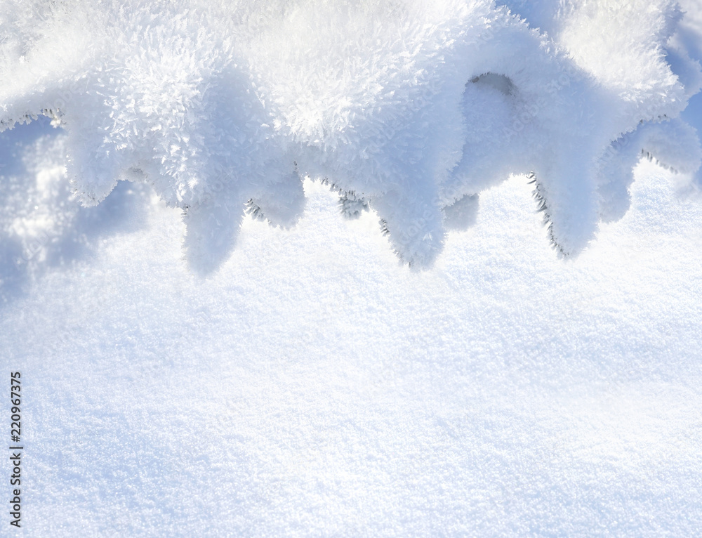 Winter light background. Fir furry tree branches covered with snow and frost close-up macro, copy space. Winter light background. Fir furry tree branches covered with snow and frost close-up macro, copy space.