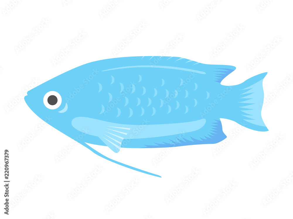 熱帯魚のグラミーのイラスト Stock Vector Adobe Stock