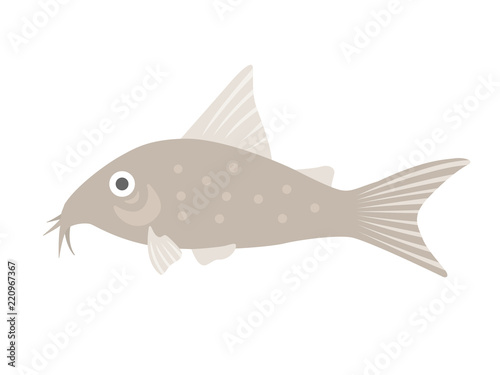 熱帯魚のコリドラスのイラスト